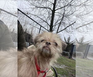 Shih Tzu-Unknown Mix Dogs for adoption in Elmsford, NY, USA