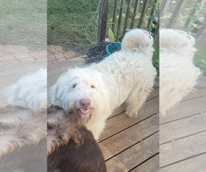 Poodle (Miniature)-Unknown Mix Dogs for adoption in Scottsboro, AL, USA