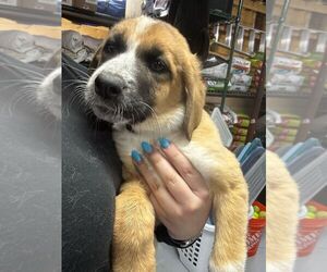 Anatolian Shepherd-Catahoula Leopard Dog Mix Dogs for adoption in Calgary, Alberta, Canada