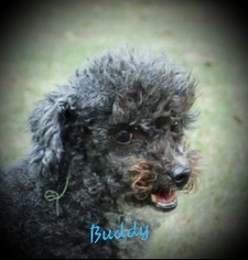 Medium Photo #1 Poodle (Miniature)-Unknown Mix Puppy For Sale in Yardley, PA, USA
