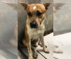 Mutt Dogs for adoption in Conroe, TX, USA