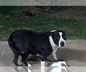 American Staffordshire Terrier Dogs for adoption in San Antonio, TX, USA