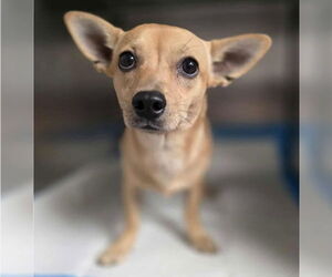 Chihuahua Dogs for adoption in Lakewood, CO, USA