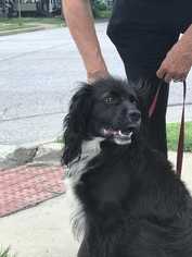 Cocker Spaniel Dogs for adoption in Ardsley, NY, USA