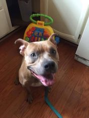 American Staffordshire Terrier-Unknown Mix Dogs for adoption in Newfield, NJ, USA