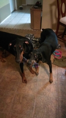 Doberman Pinscher Dogs for adoption in Surprise , AZ, USA