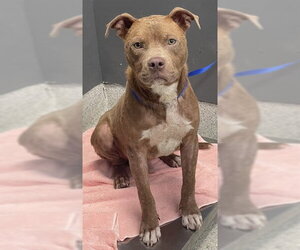 American Staffordshire Terrier Dogs for adoption in Tallahassee, FL, USA