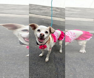 Chihuahua Dogs for adoption in Newport Beach, CA, USA