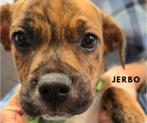 Mastiff-Unknown Mix Dogs for adoption in Albemarle, NC, USA