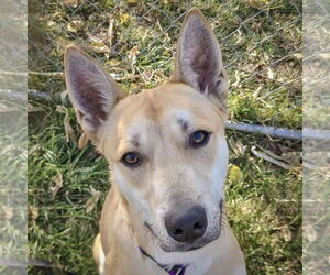 Carolina Dog-Siberian Husky Mix Dogs for adoption in Huntley, IL, USA