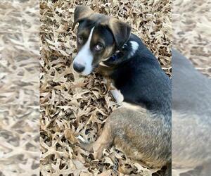 American Foxhound-Australian Shepherd-Siberian Husky Mix Dogs for adoption in Forest, VA, USA
