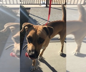 Shepradors Dogs for adoption in HESPERIA, CA, USA