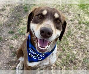German Shorthaired Pointer Dogs for adoption in Pueblo, CO, USA