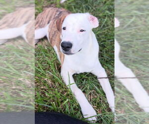 Medium Photo #6 Mutt Puppy For Sale in Springdale, PA, USA