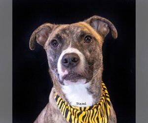 Mountain Cur-Unknown Mix Dogs for adoption in Hot Springs Village, AR, USA
