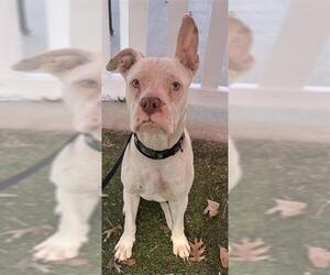 American Staffordshire Terrier-Unknown Mix Dogs for adoption in San Antonio, TX, USA