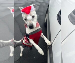 Bulldog-Unknown Mix Dogs for adoption in Chandler, AZ, USA