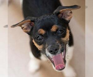 ShiChi Dogs for adoption in Kanab, UT, USA