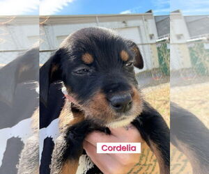 Doberman Pinscher-Miniature Schnauzer Mix Dogs for adoption in Pottstown, PA, USA
