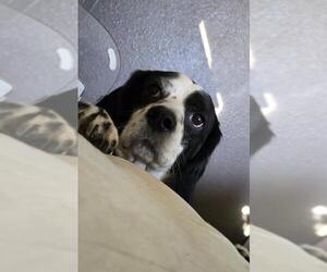 Mutt Dogs for adoption in Grandview, MO, USA