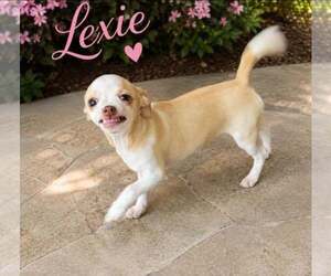 Chihuahua-Unknown Mix Dogs for adoption in Morganville, NJ, USA
