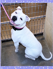 American Bulldog Dogs for adoption in San Jacinto, CA, USA