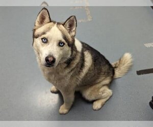 Akita-Siberian Husky Mix Dogs for adoption in Denver, CO, USA