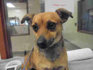 Chiweenie Dogs for adoption in Upland, CA, USA