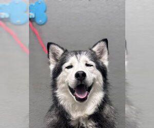 Siberian Husky-Unknown Mix Dogs for adoption in Las Vegas, NV, USA