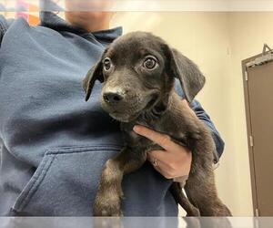 American Pit Bull Terrier-Labrador Retriever Mix Dogs for adoption in Tulsa, OK, USA