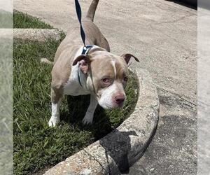Staffordshire Bull Terrier Dogs for adoption in Houston, TX, USA