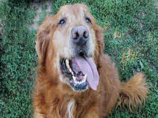 Golden Retriever Dogs for adoption in Decatur, IL, USA