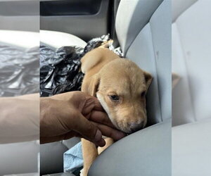 Medium Photo #1 Labrador Retriever-Unknown Mix Puppy For Sale in Houston, TX, USA