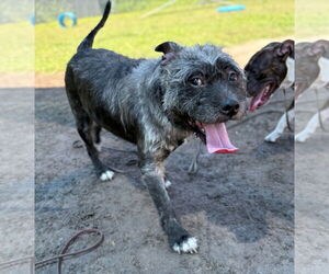 Mutt Dogs for adoption in Virginia Beach, VA, USA