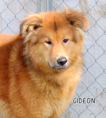 Golden Pyrenees Dogs for adoption in Lindsay, CA, USA