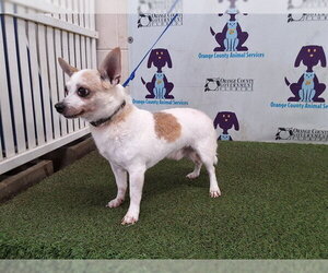 Chihuahua Dogs for adoption in Orlando, FL, USA