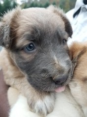 Medium Photo #1 Australian Shepherd Puppy For Sale in Rockaway, NJ, USA