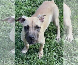 Boxer-Rhodesian Ridgeback Mix Dogs for adoption in Crossville, AL, USA