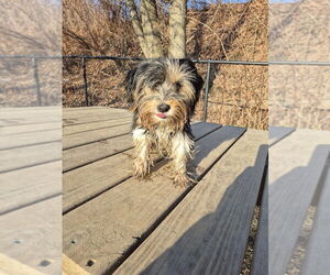 Mutt Dogs for adoption in Elmsford, NY, USA