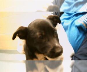 Labrador Retriever Dogs for adoption in Tulsa, OK, USA