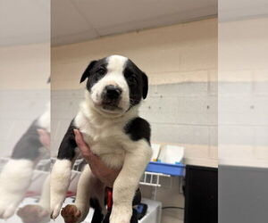 Mutt Dogs for adoption in Oklahoma City, OK, USA