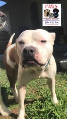 American Pit Bull Terrier Dogs for adoption in Killeen, TX, USA