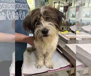 Shih Apso Dogs for adoption in Benton, LA, USA