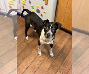 American Pit Bull Terrier-Jack Russell Terrier Mix Dogs for adoption in Estherville, IA, USA