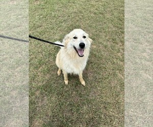 Collie-Great Pyrenees Mix Dogs for adoption in Columbus, IN, USA