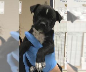 Mutt Dogs for adoption in Conroe, TX, USA