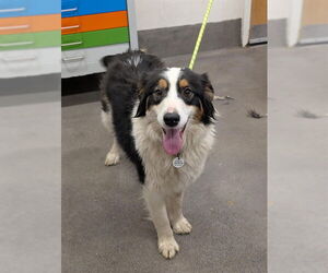 Mutt Dogs for adoption in Forestville, MD, USA