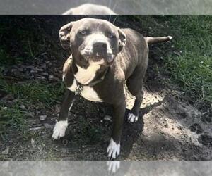 American Pit Bull Terrier Dogs for adoption in Houston, TX, USA