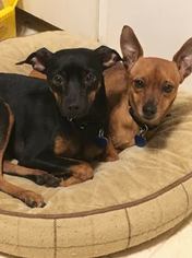 Miniature Pinscher Dogs for adoption in Livonia, MI, USA