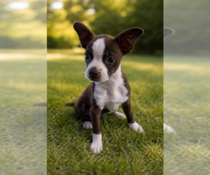 Boston Terrier Dogs for adoption in Menifee, CA, USA
